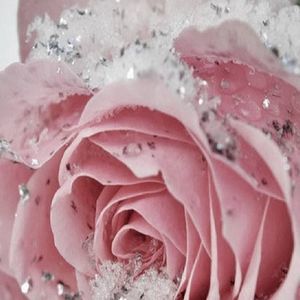 Meet your Posher, Georgie